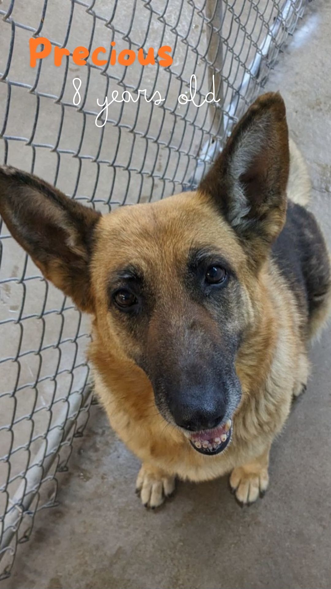 Precious, an adoptable German Shepherd Dog in Monte Vista, CO, 81144 | Photo Image 2