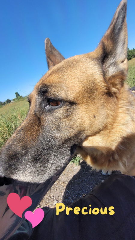 Precious, an adoptable German Shepherd Dog in Monte Vista, CO, 81144 | Photo Image 2