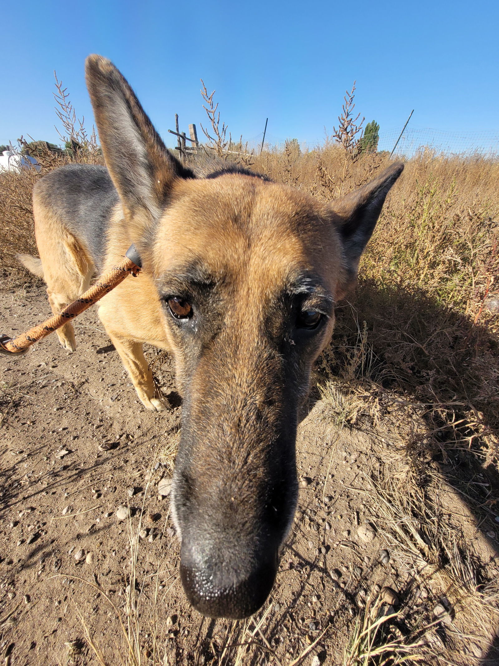 Precious, an adoptable German Shepherd Dog in Monte Vista, CO, 81144 | Photo Image 3