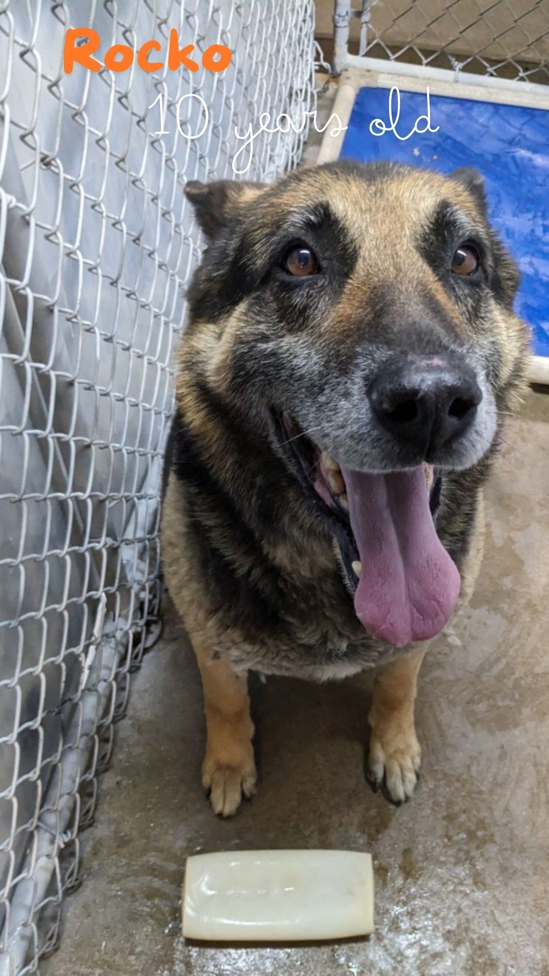 Rocko, an adoptable German Shepherd Dog in Monte Vista, CO, 81144 | Photo Image 2