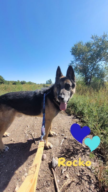 Rocko, an adoptable German Shepherd Dog in Monte Vista, CO, 81144 | Photo Image 2