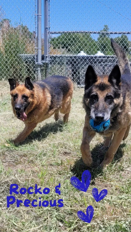 Rocko, an adoptable German Shepherd Dog in Monte Vista, CO, 81144 | Photo Image 3