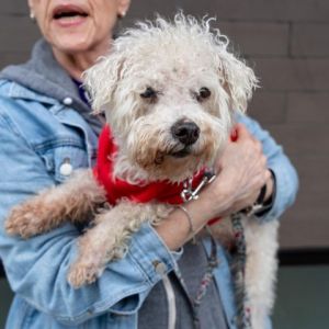 Meet sweet senior Kingsley This miniature poodle mix was found as a stray in Jamaica Queens when 