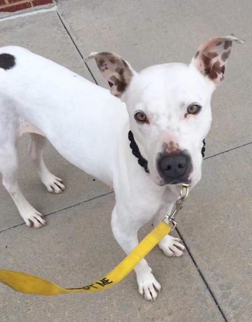 Sadie, an adoptable Pit Bull Terrier in Duncan, OK, 73533 | Photo Image 1