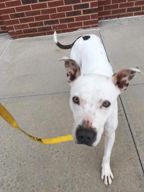 Sadie, an adoptable Pit Bull Terrier in Duncan, OK, 73533 | Photo Image 4