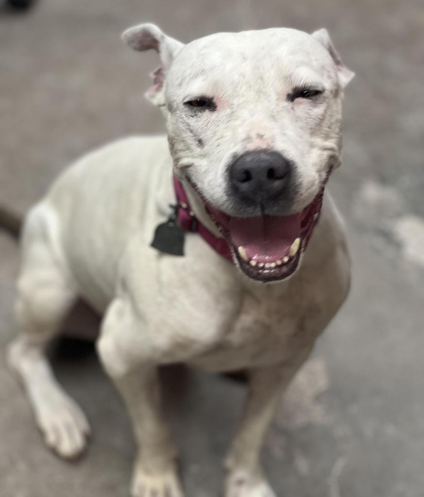 Sadie, an adoptable Pit Bull Terrier in Duncan, OK, 73533 | Photo Image 5