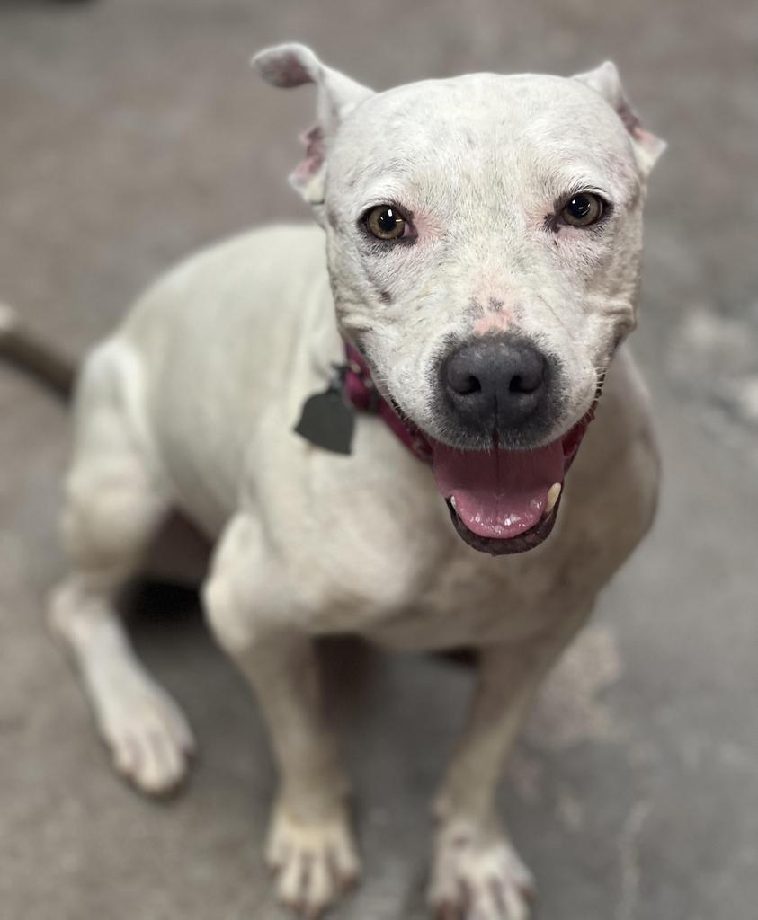 Sadie, an adoptable Pit Bull Terrier in Duncan, OK, 73533 | Photo Image 6