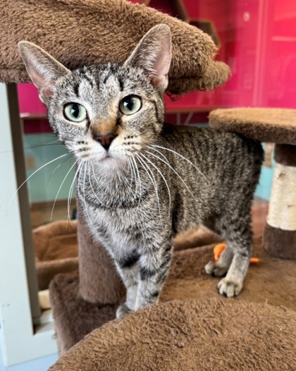 Bolton, an adoptable Domestic Short Hair in Willmar, MN, 56201 | Photo Image 1