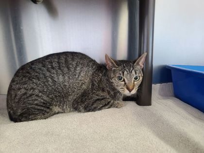 Bolton, an adoptable Domestic Short Hair in Willmar, MN, 56201 | Photo Image 2