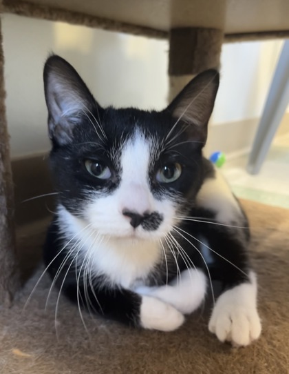 Kadarius, an adoptable Domestic Short Hair in Willmar, MN, 56201 | Photo Image 1