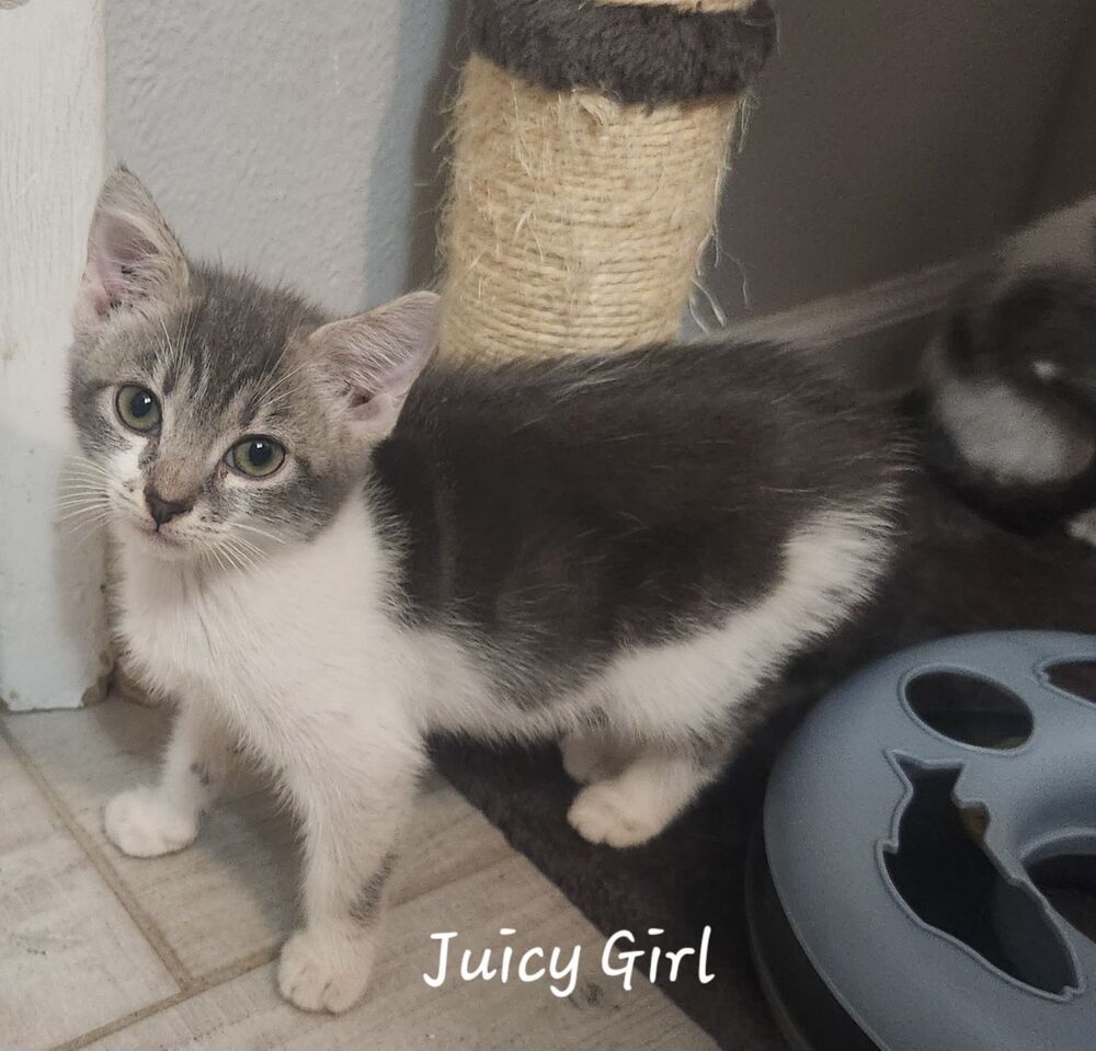 Juicy Girl 4166