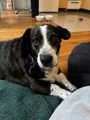 5 years 35lbs CorgiTerrier Mix Neutered - NEEDS TO LOOSE ABOUT 8 LBS - Lowe 