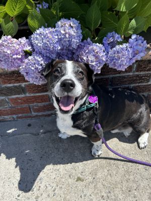 5 years 30lbs CorgiTerrier Mix Neutered - Low Rider Super cute short legs Is eligible to join 