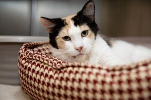 Meet Katniss the elegant 2-year-old calico cat with a personality as vibrant as