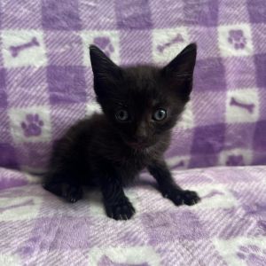 Hi I am Decker I am a little female kitten available for adoption in Miami I was born at a