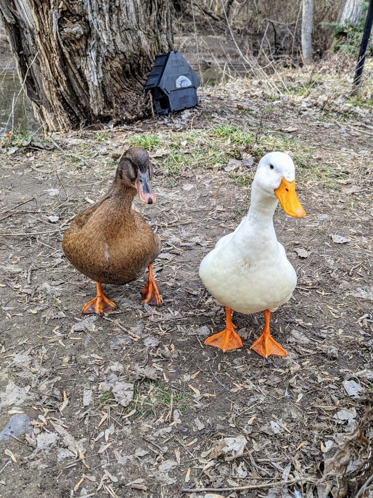 Duck for adoption - Francy / Steve, a Duck in Eagle Mountain, UT ...