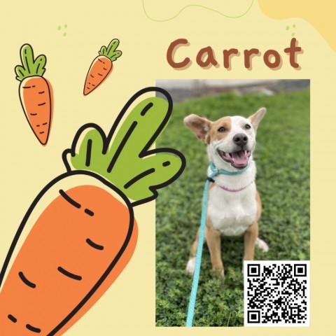 Carrot detail page