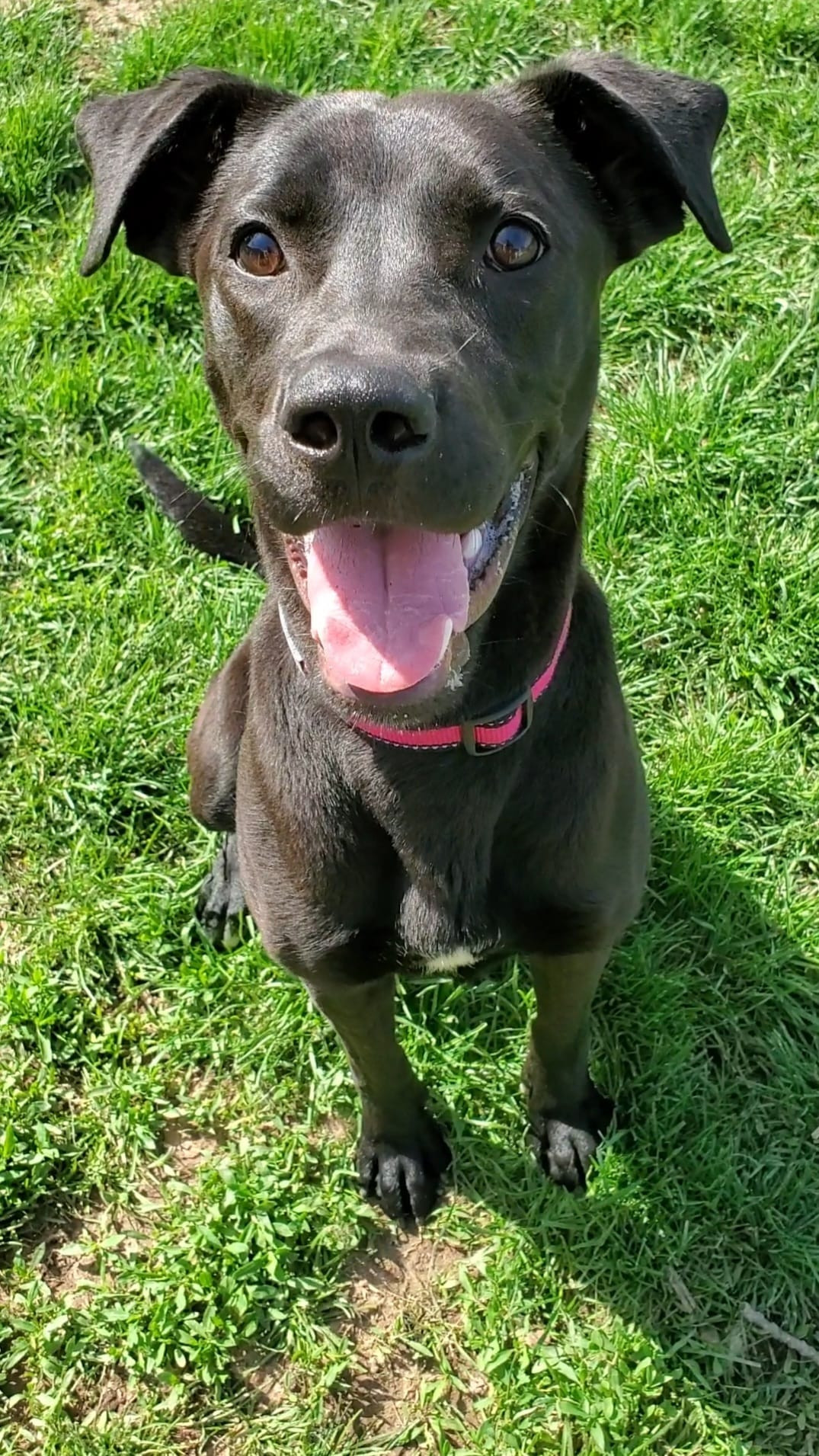 Sonya, an adoptable Black Labrador Retriever, Pit Bull Terrier in Austin, MN, 55912 | Photo Image 1