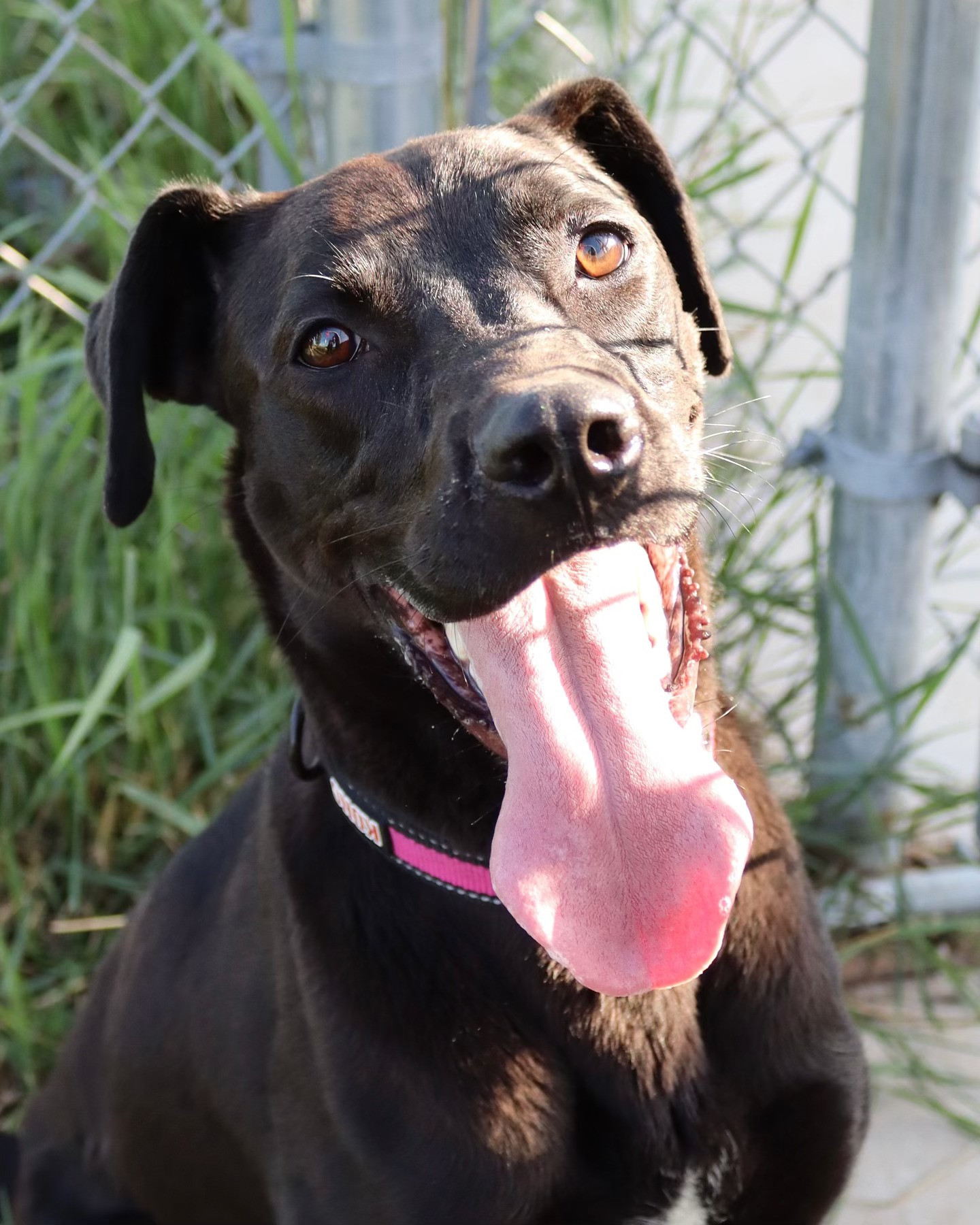 Sonya, an adoptable Black Labrador Retriever, Pit Bull Terrier in Austin, MN, 55912 | Photo Image 1