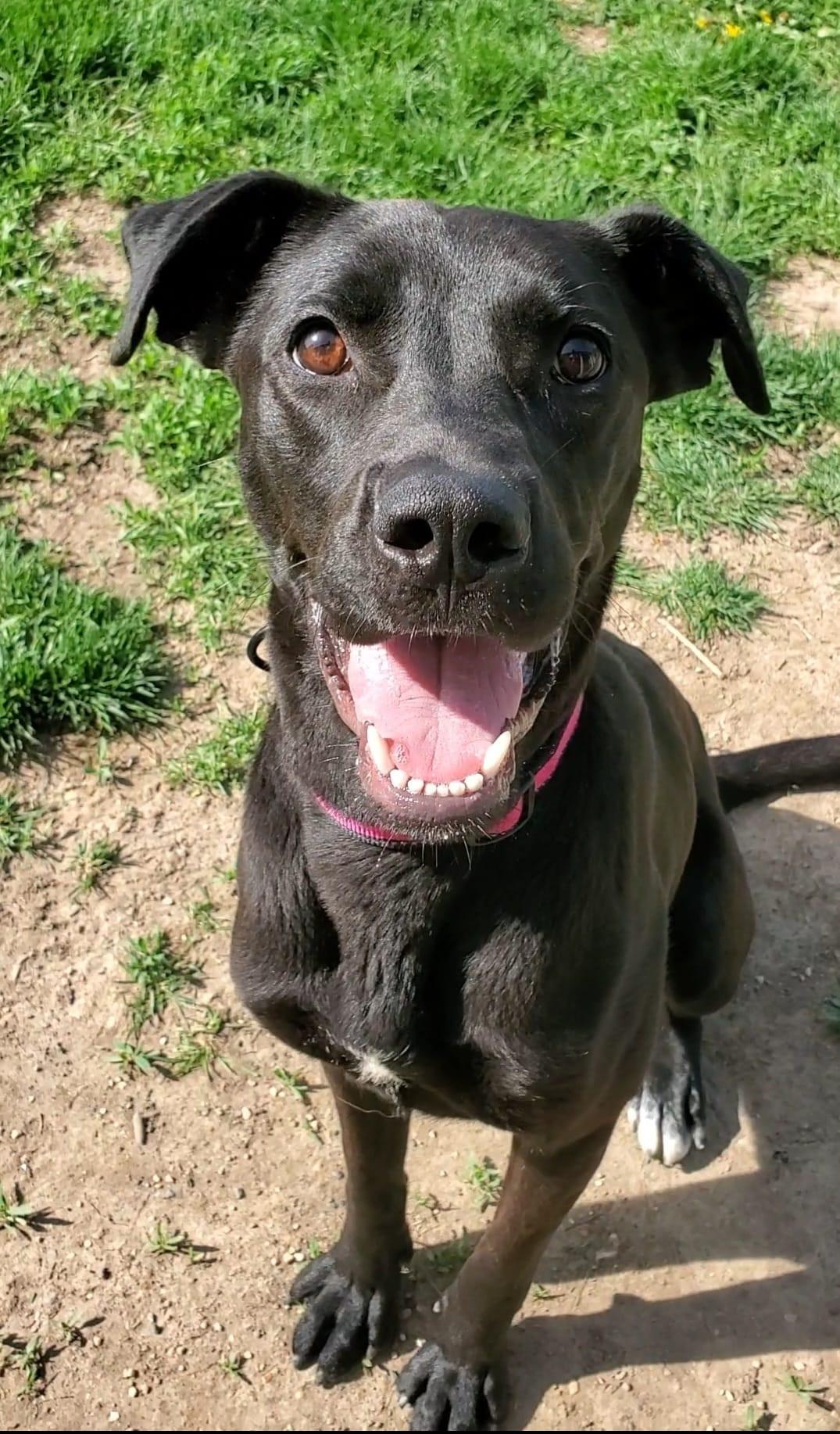 Sonya, an adoptable Black Labrador Retriever, Pit Bull Terrier in Austin, MN, 55912 | Photo Image 2