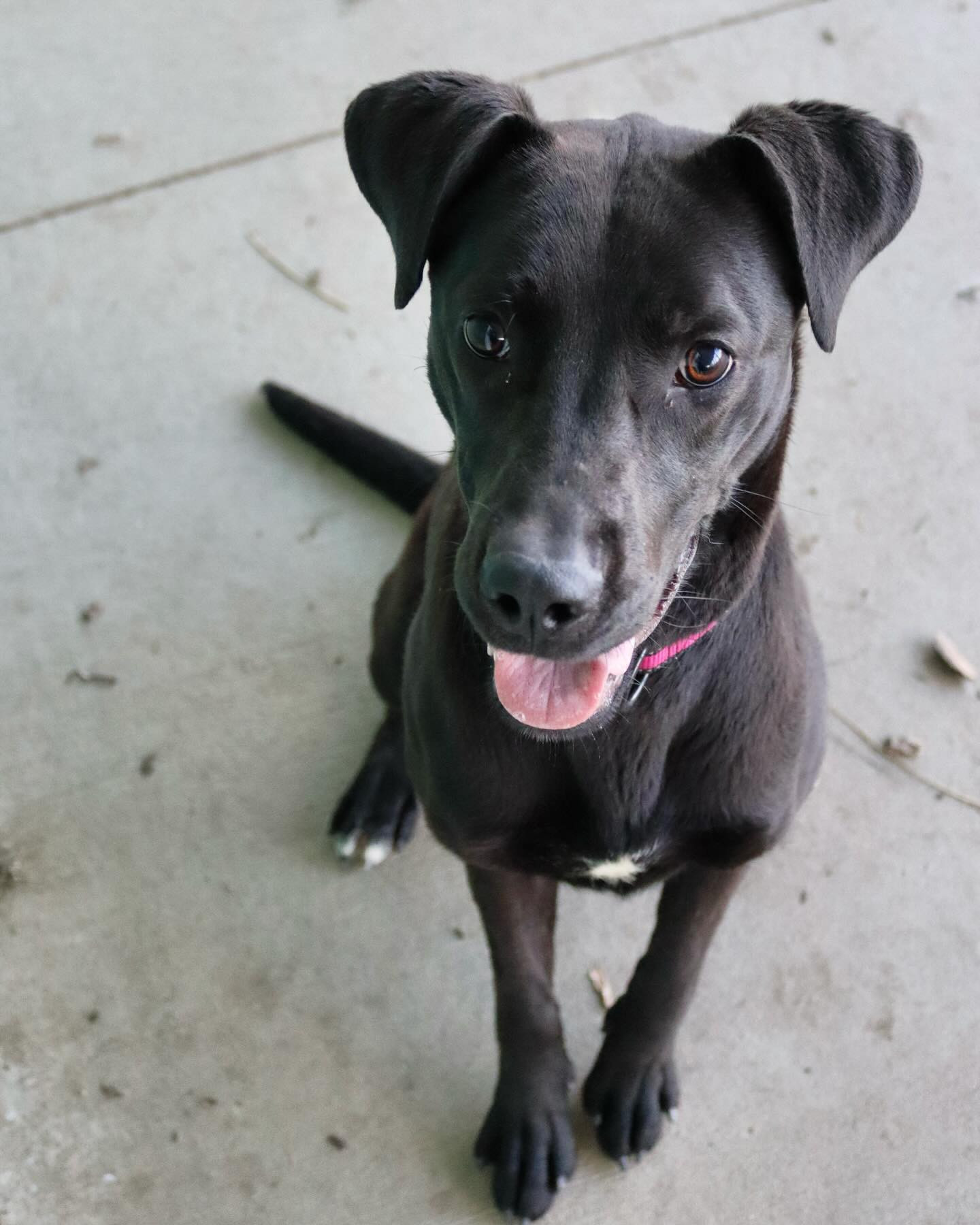 Sonya, an adoptable Black Labrador Retriever, Pit Bull Terrier in Austin, MN, 55912 | Photo Image 3