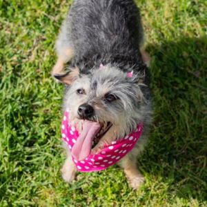 Sparky, Senior Female Terrier