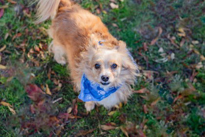 Cookie, an adoptable Pomeranian in Waco, TX, 76702 | Photo Image 1