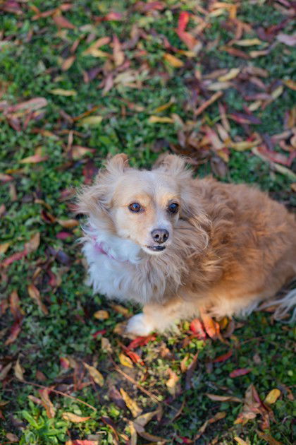 Cookie, an adoptable Pomeranian in Waco, TX, 76702 | Photo Image 2