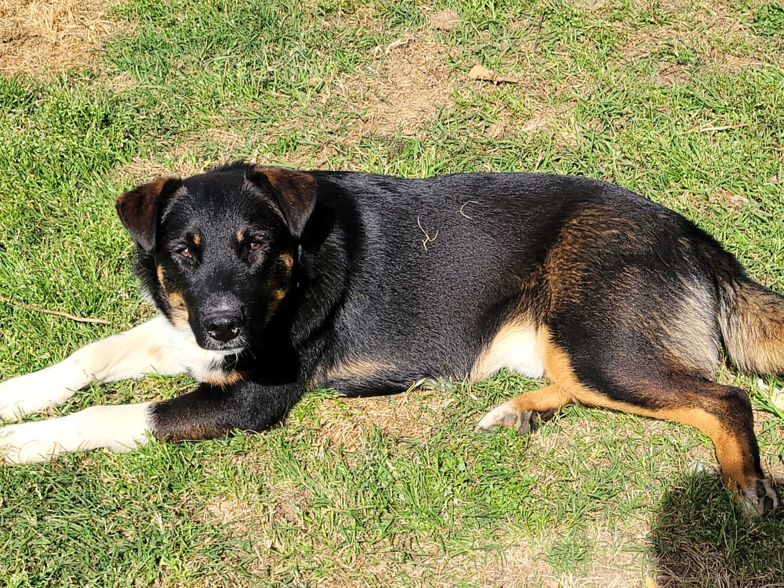 Coco, an adoptable Shepherd in Mobile, AL, 36608 | Photo Image 1