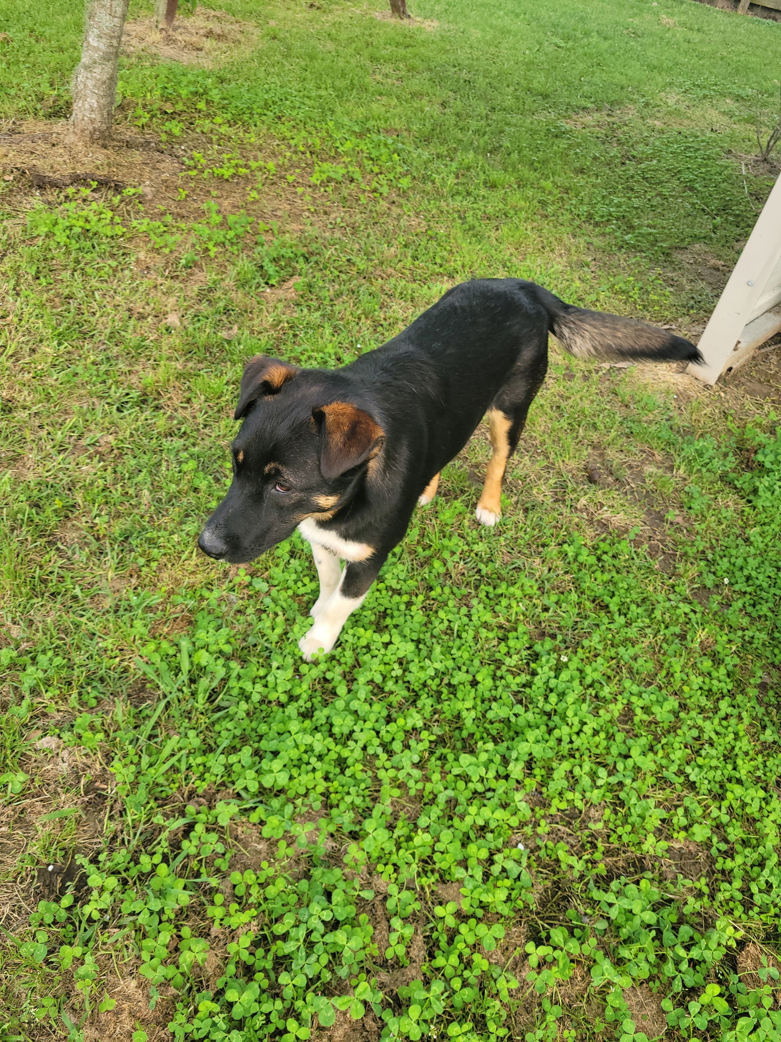 Coco, an adoptable Shepherd in Mobile, AL, 36608 | Photo Image 2
