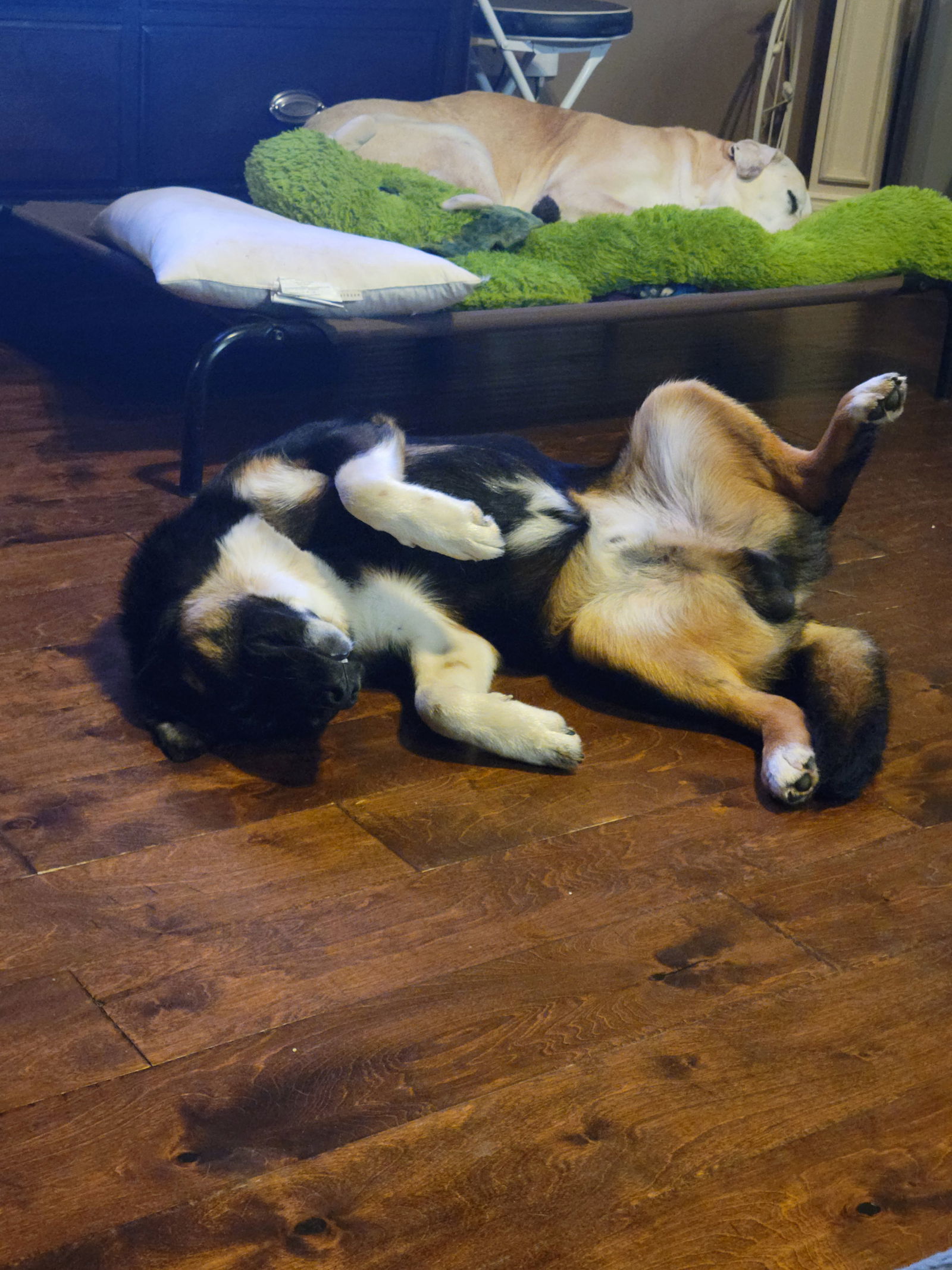 Coco, an adoptable Shepherd in Mobile, AL, 36608 | Photo Image 3
