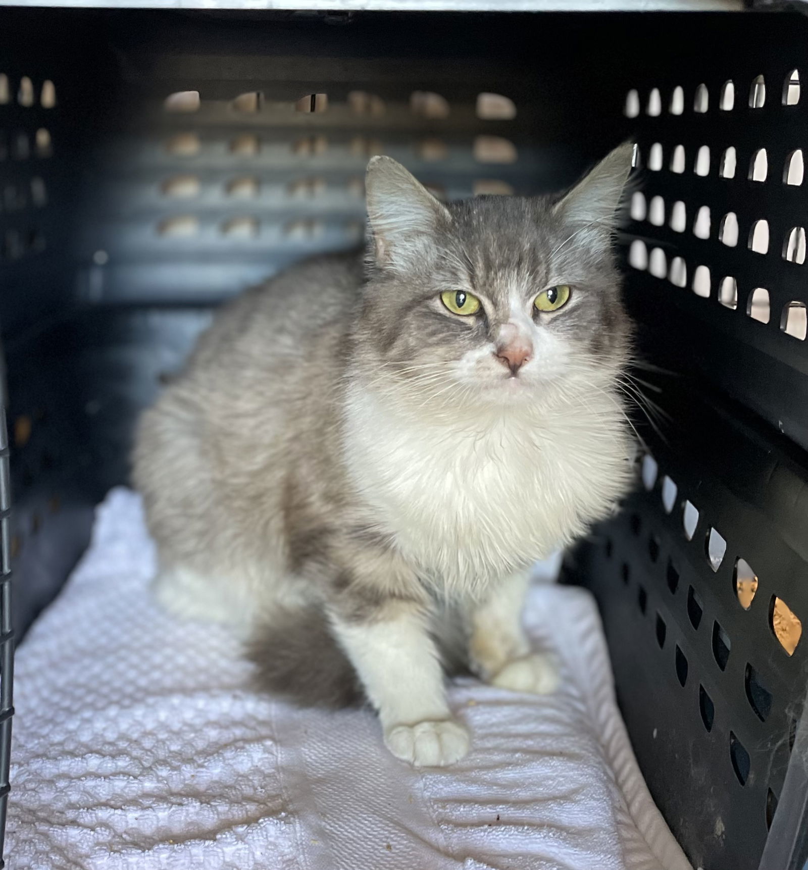 Justina, an adoptable Domestic Medium Hair, Tabby in Oxford, MS, 38655 | Photo Image 1