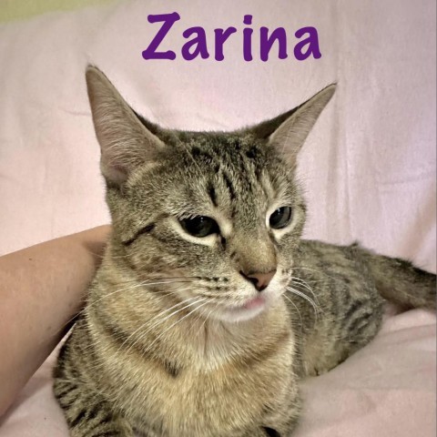 Zarina 1