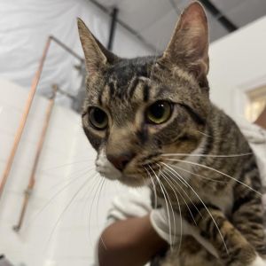 This handsome 1-year-old boy is Hopper He is very friendly and playful He is social with other cat