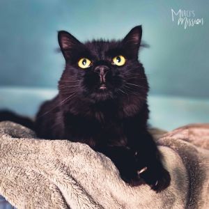 Gucci is a large and affectionate black domestic long hair with an estimated bir