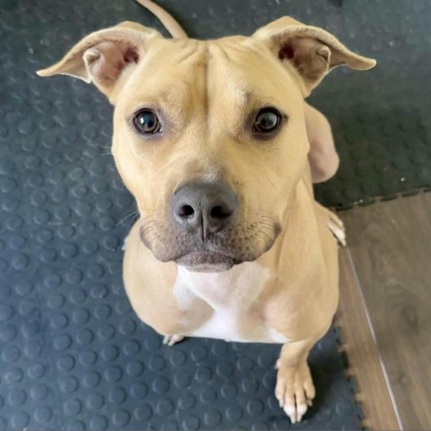 Burton, an adoptable American Staffordshire Terrier in Zimmerman, MN, 55398 | Photo Image 1