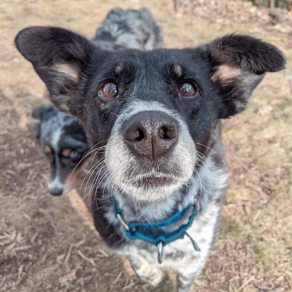 Ceci, an adoptable Mixed Breed in Wausau, WI, 54401 | Photo Image 1