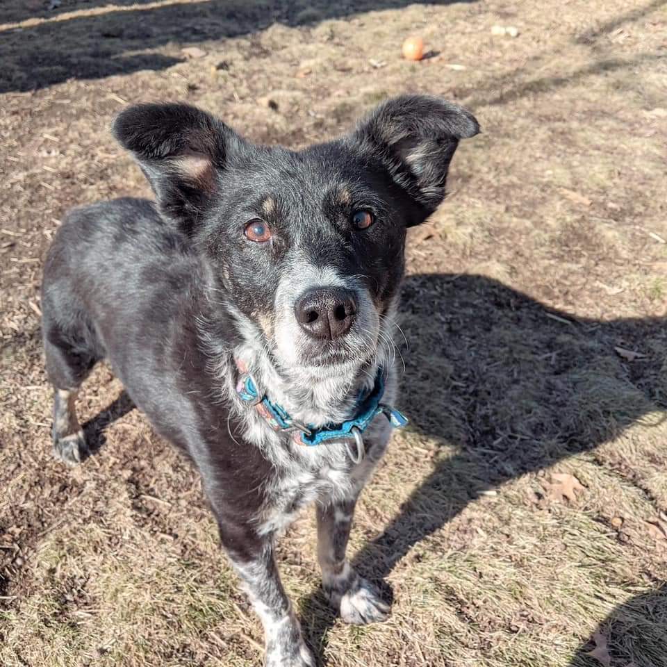 Ceci, an adoptable Mixed Breed in Wausau, WI, 54401 | Photo Image 2