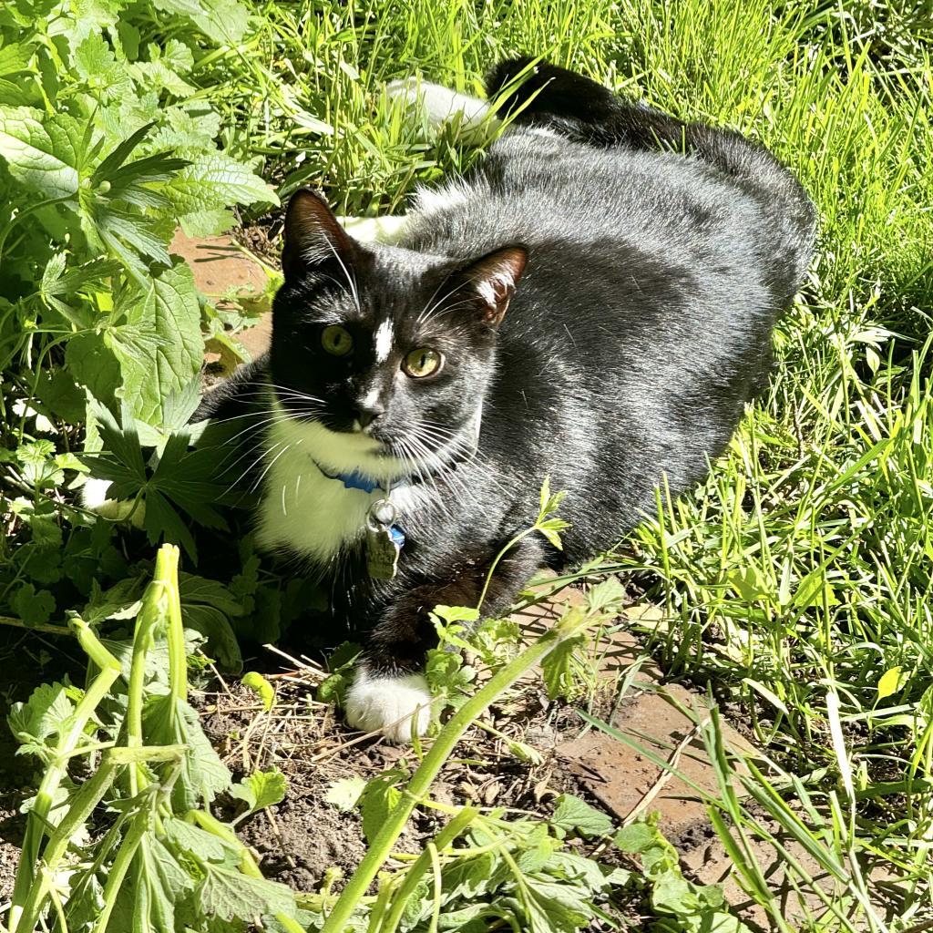 Missouri, an adoptable Domestic Short Hair in Bismarck, ND, 58507 | Photo Image 2