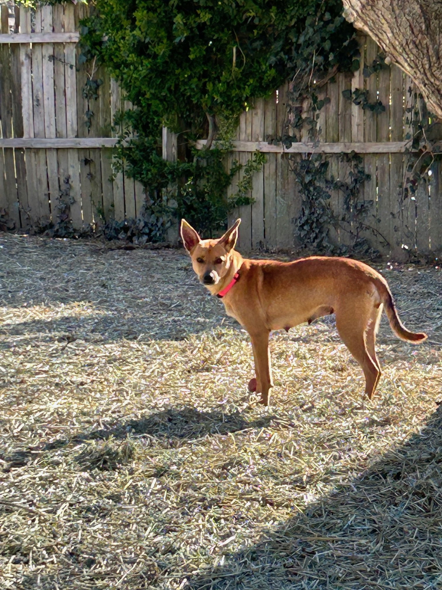 Sadie, an adoptable Corgi, Shepherd in Staunton, VA, 24401 | Photo Image 1