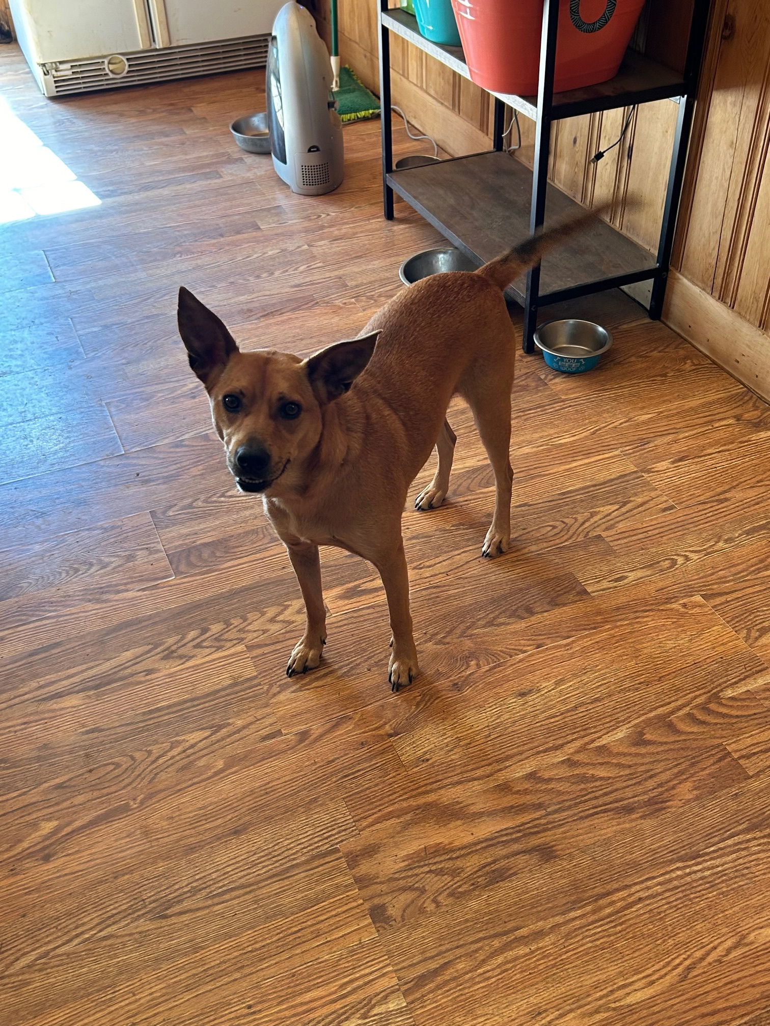 Sadie, an adoptable Corgi, Shepherd in Staunton, VA, 24401 | Photo Image 2