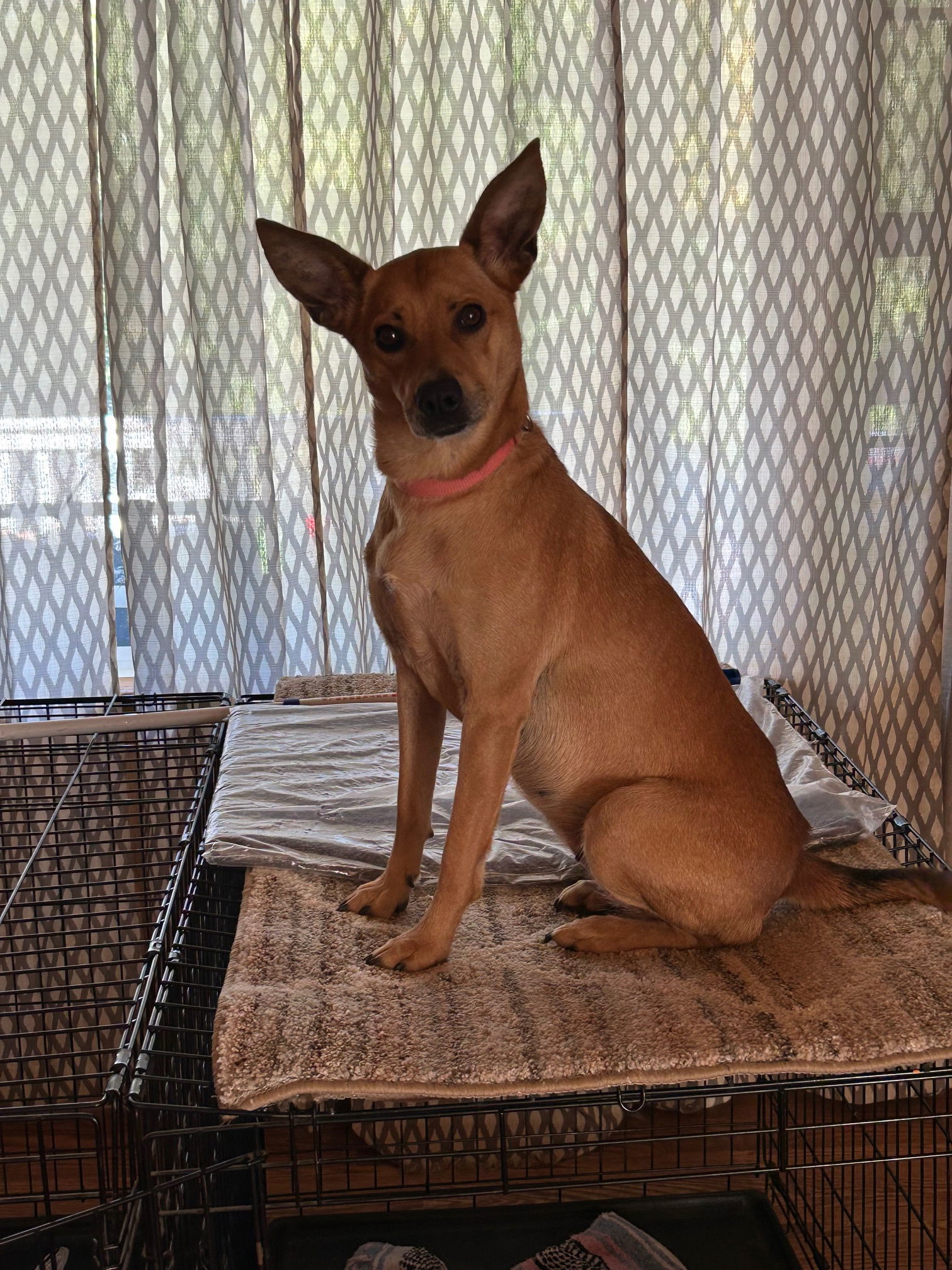 Sadie, an adoptable Corgi, Shepherd in Staunton, VA, 24401 | Photo Image 3