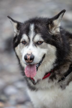 ODEZA (Dezy) Alaskan Malamute Dog