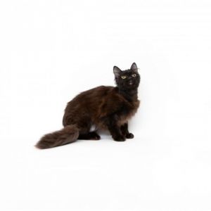 Bella is a beautiful medium haired black cat that loves attention She is social and loves to be pet