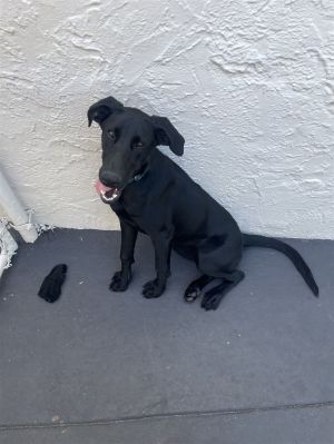 Name Negra Breed unknown I think she might be a Blue Lacy or Lab mix Age Pu