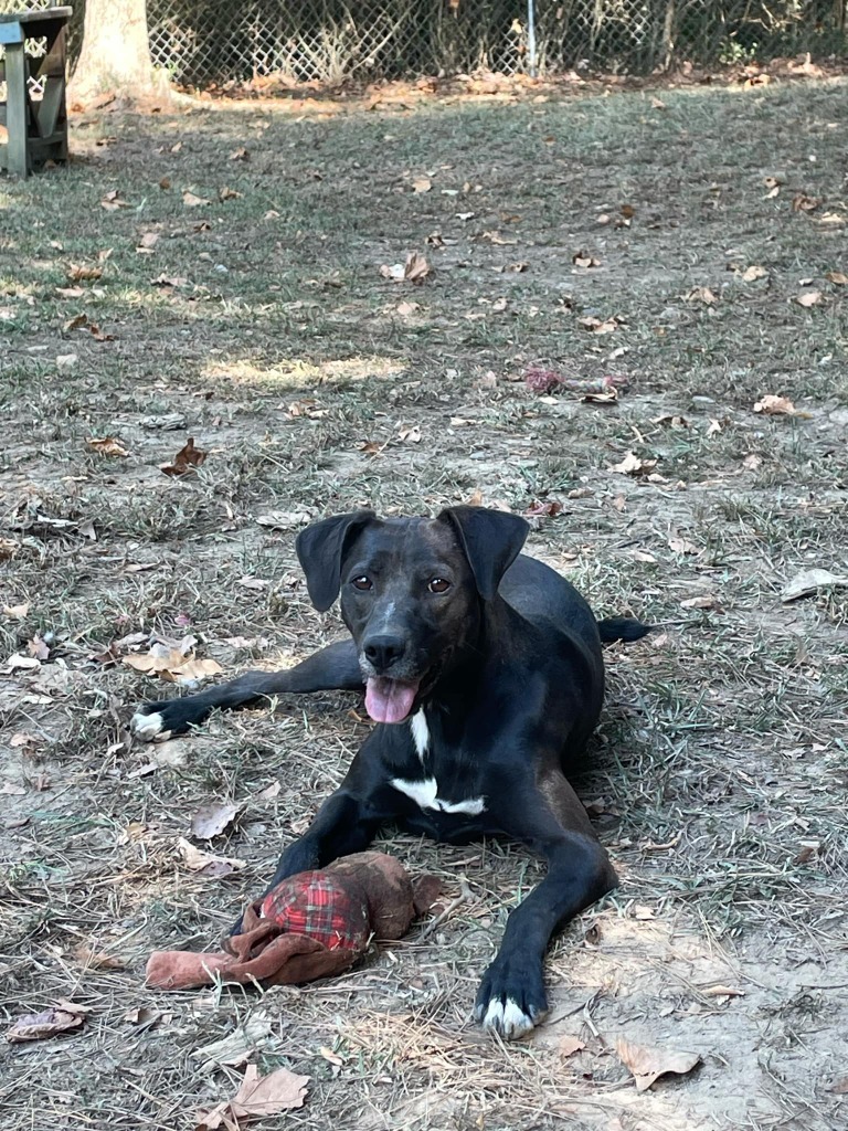 Millie, an adoptable Black Labrador Retriever, Spitz in Mena, AR, 71953 | Photo Image 1