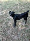 Millie