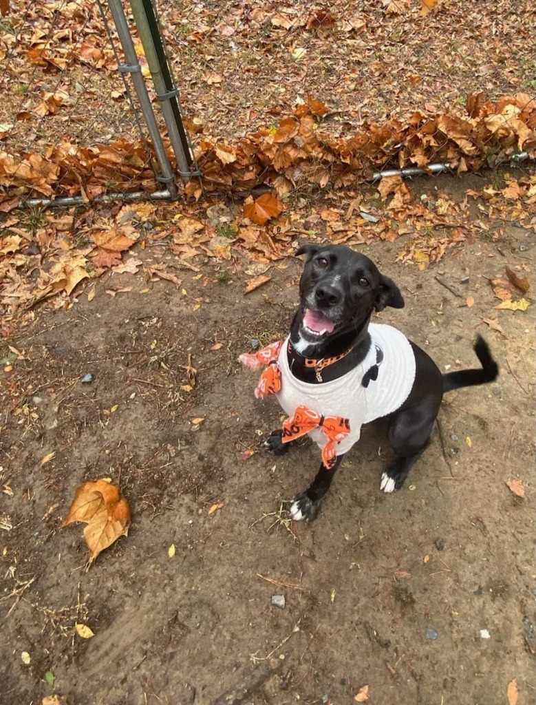 Millie, an adoptable Black Labrador Retriever, Spitz in Mena, AR, 71953 | Photo Image 3