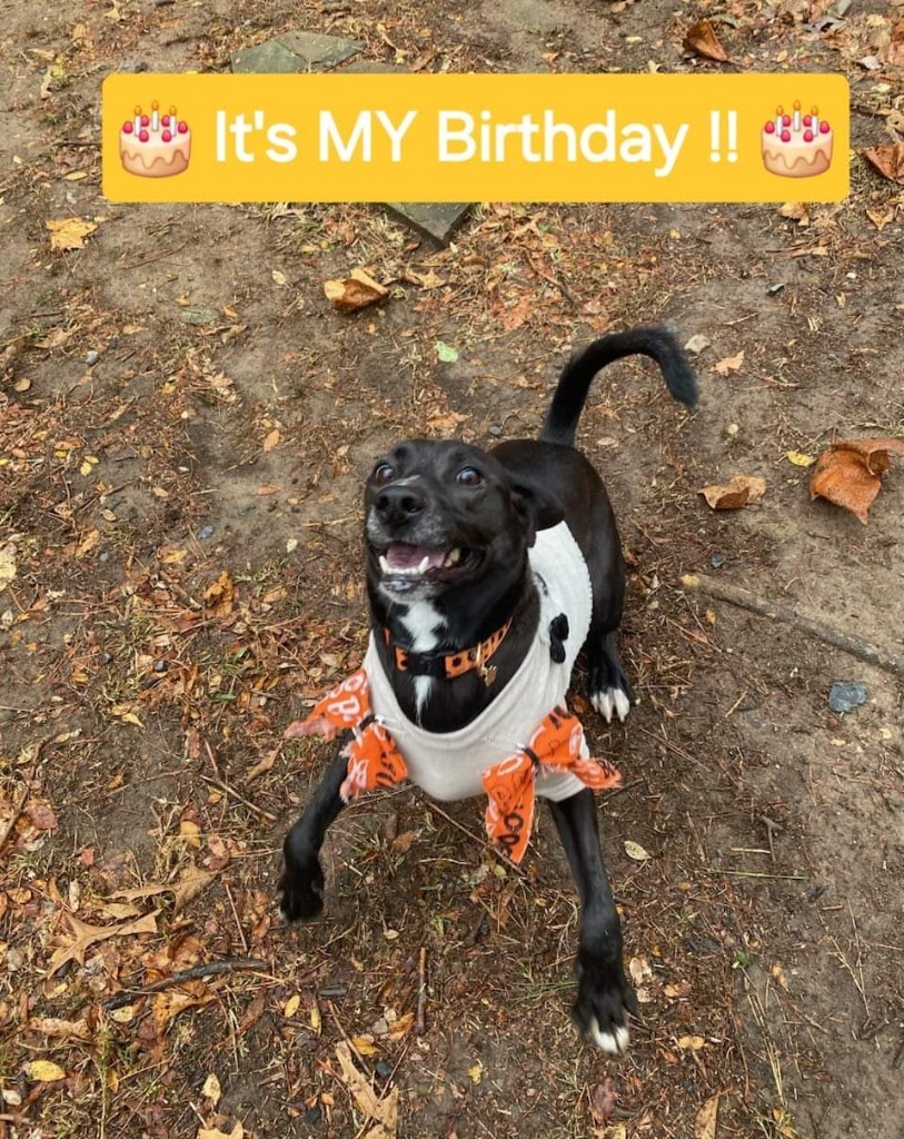 Millie, an adoptable Black Labrador Retriever, Spitz in Mena, AR, 71953 | Photo Image 4