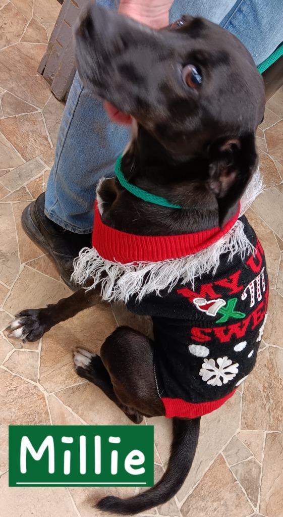 Millie, an adoptable Black Labrador Retriever, Spitz in Mena, AR, 71953 | Photo Image 5